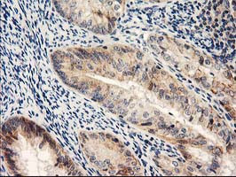 NAPEPLD Antibody in Immunohistochemistry (Paraffin) (IHC (P))