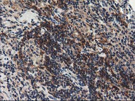 NAPEPLD Antibody in Immunohistochemistry (Paraffin) (IHC (P))