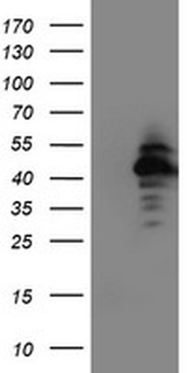 NAPEPLD Antibody in Western Blot (WB)