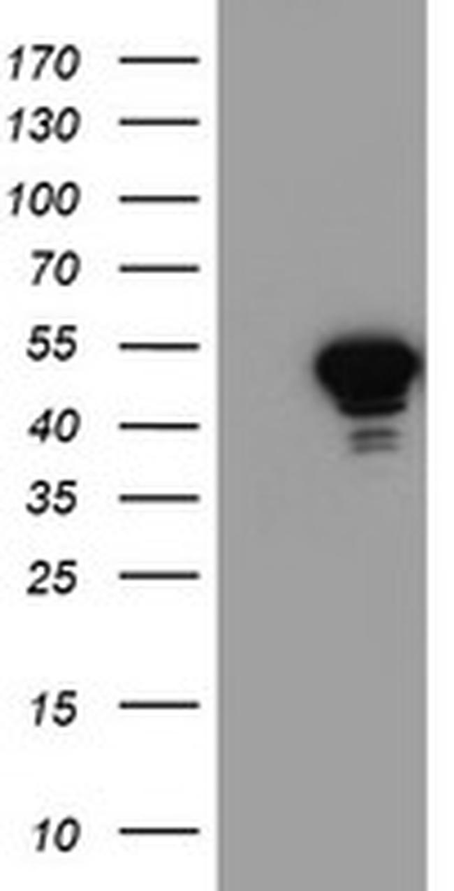 NAPEPLD Antibody in Western Blot (WB)