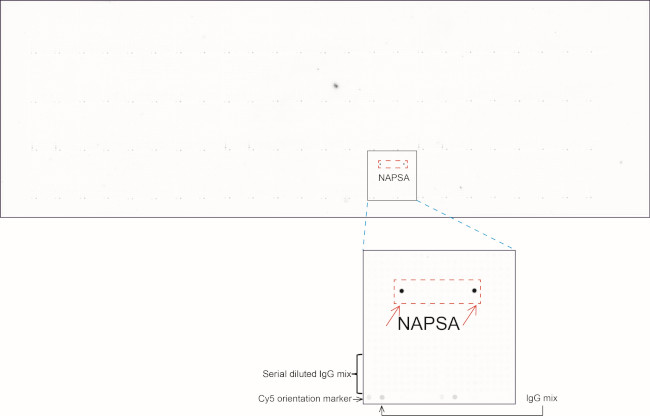 NAPSA Antibody in Peptide array (ARRAY)