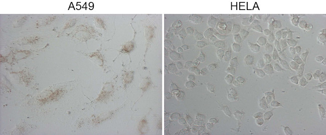 NAPSA Antibody in Immunocytochemistry (ICC/IF)