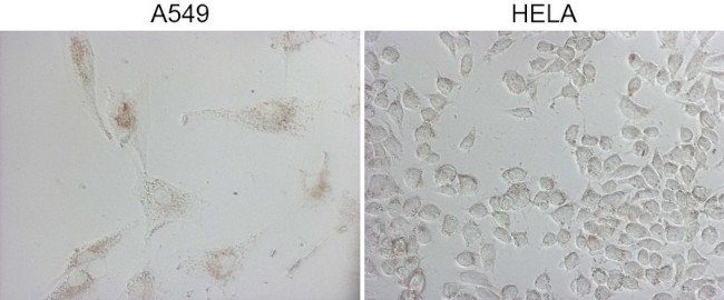 NAPSA Antibody in Immunocytochemistry (ICC/IF)