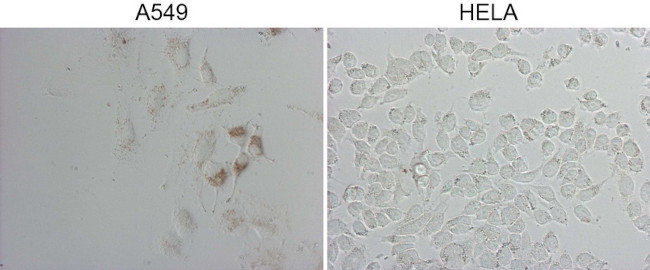 NAPSA Antibody in Immunocytochemistry (ICC/IF)