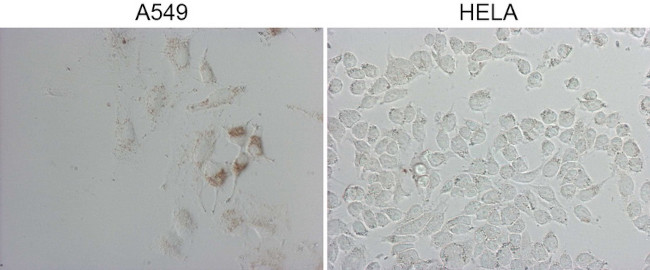 NAPSA Antibody in Immunocytochemistry (ICC/IF)