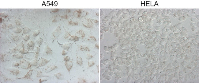 NAPSA Antibody in Immunocytochemistry (ICC/IF)