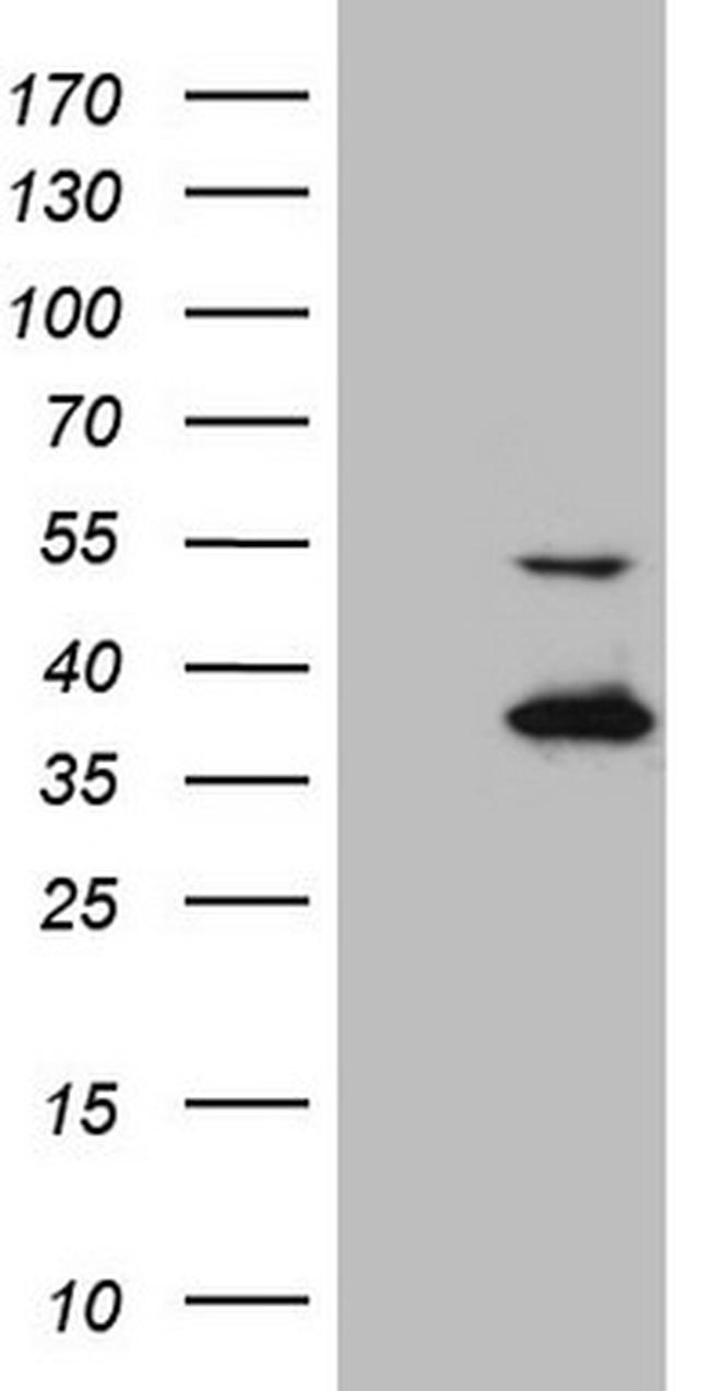 NAPSA Antibody in Western Blot (WB)