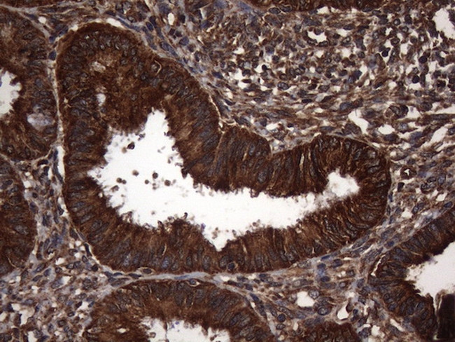 NARS2 Antibody in Immunohistochemistry (Paraffin) (IHC (P))