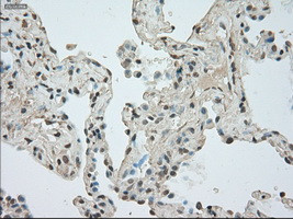 NAT8 Antibody in Immunohistochemistry (Paraffin) (IHC (P))