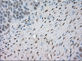 NAT8 Antibody in Immunohistochemistry (Paraffin) (IHC (P))