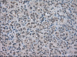 NAT8 Antibody in Immunohistochemistry (Paraffin) (IHC (P))