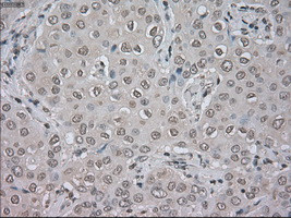 NAT8 Antibody in Immunohistochemistry (Paraffin) (IHC (P))