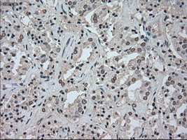 NAT8 Antibody in Immunohistochemistry (Paraffin) (IHC (P))