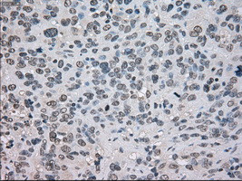 NAT8 Antibody in Immunohistochemistry (Paraffin) (IHC (P))