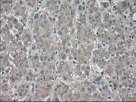 NAT8 Antibody in Immunohistochemistry (Paraffin) (IHC (P))