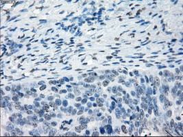 NAT8 Antibody in Immunohistochemistry (Paraffin) (IHC (P))