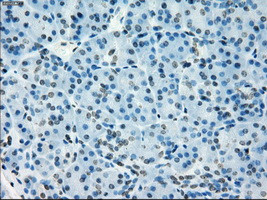 NAT8 Antibody in Immunohistochemistry (Paraffin) (IHC (P))