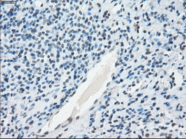 NAT8 Antibody in Immunohistochemistry (Paraffin) (IHC (P))