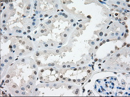 NAT8 Antibody in Immunohistochemistry (Paraffin) (IHC (P))