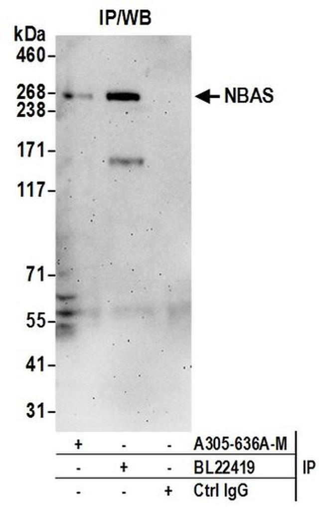 NBAS Antibody in Western Blot (WB)