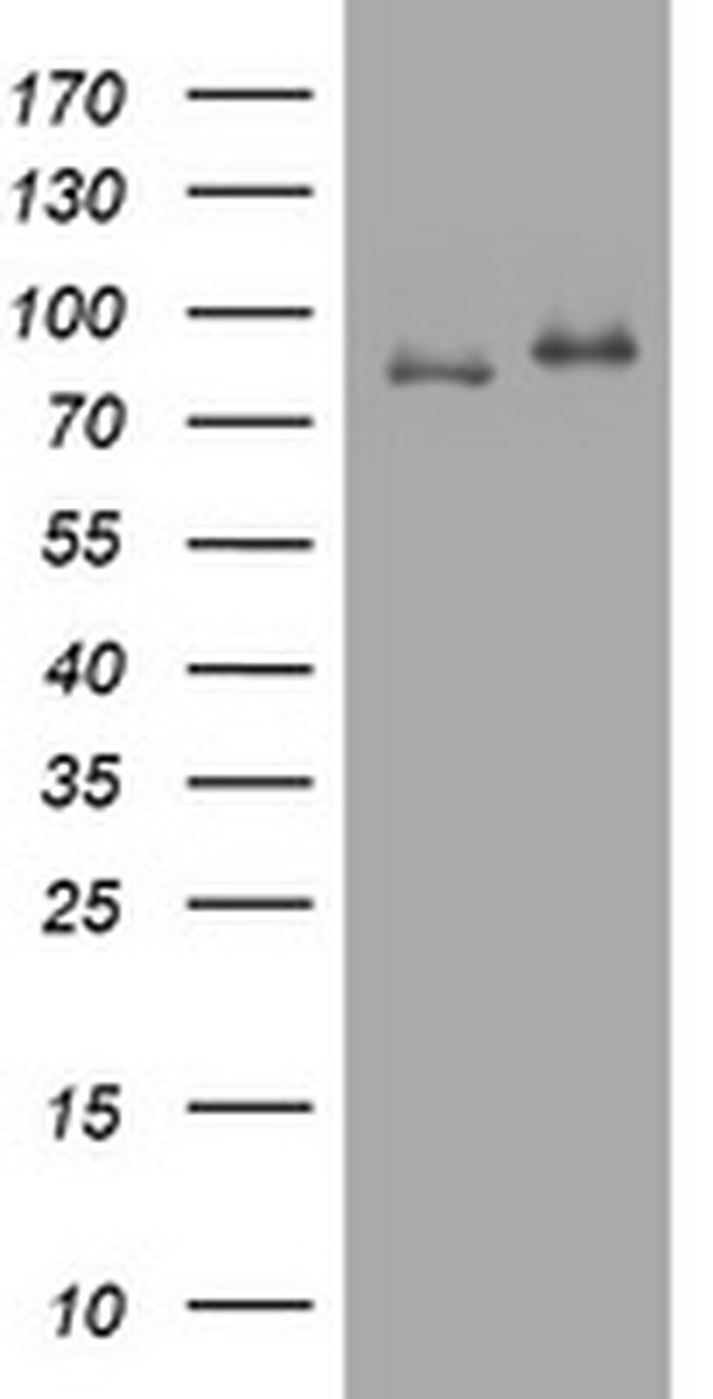 NBN Antibody in Western Blot (WB)