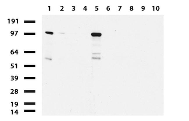 NBN Antibody in Western Blot (WB)