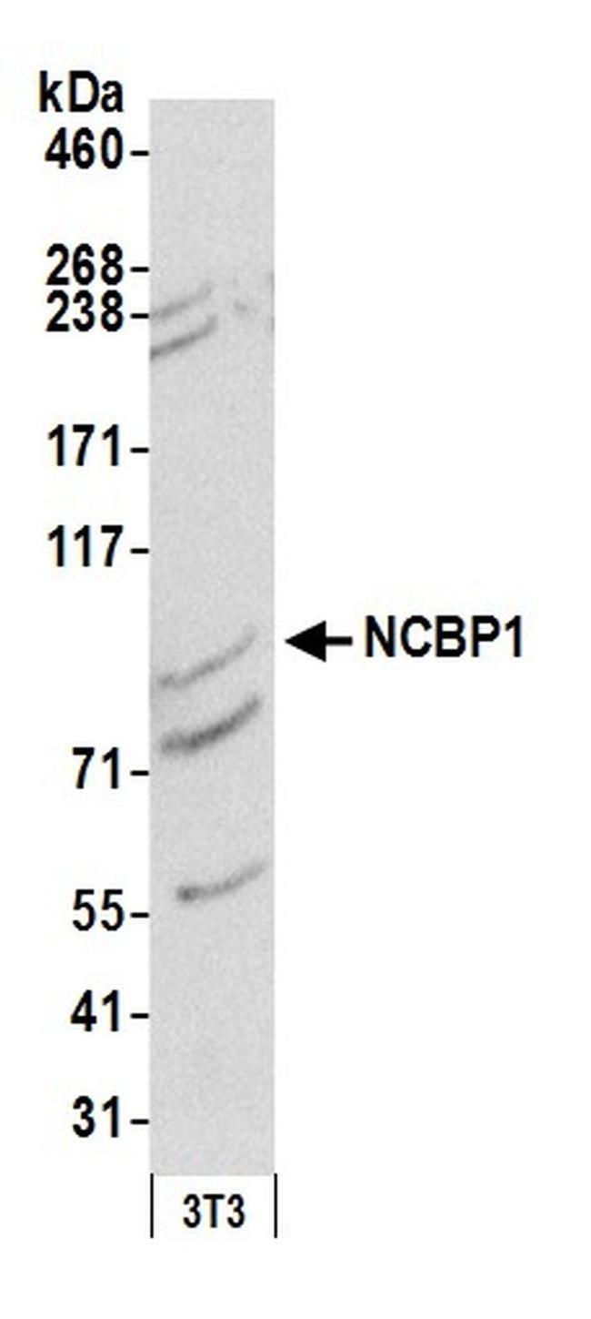 NCBP1/CBP80 Antibody in Western Blot (WB)