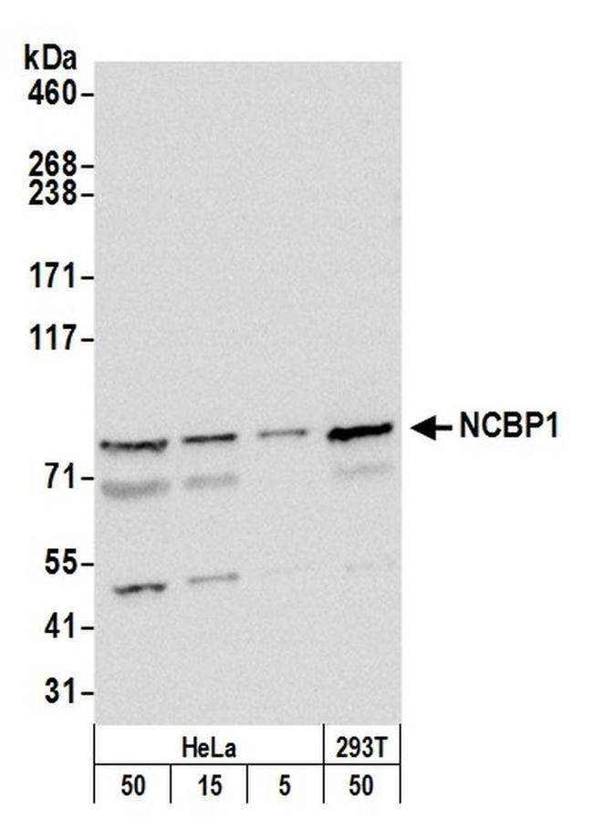 NCBP1/CBP80 Antibody in Western Blot (WB)