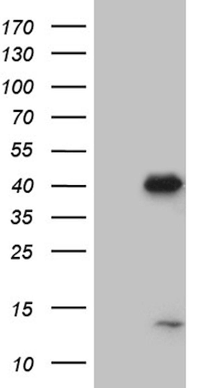 NCF4 Antibody in Western Blot (WB)