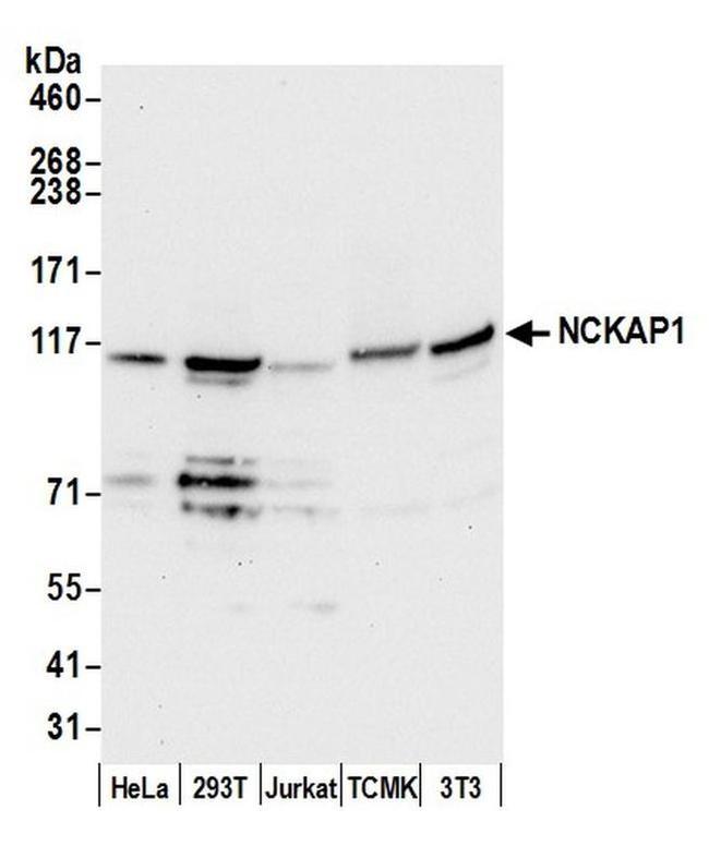 NCKAP1/NAP125 Antibody in Western Blot (WB)