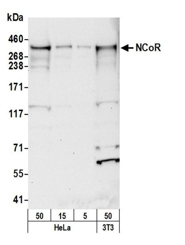 NCoR Antibody in Western Blot (WB)