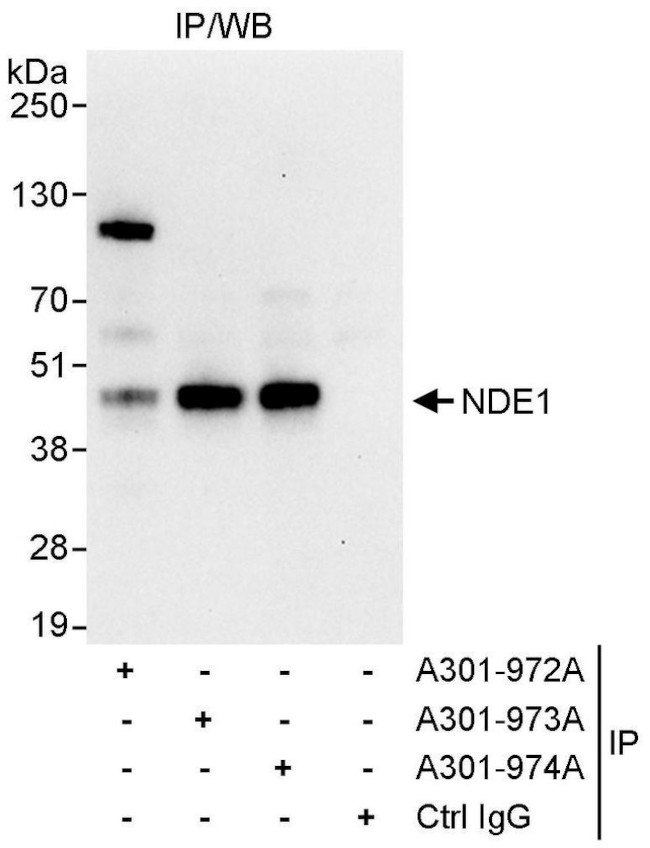 NDE1 Antibody in Immunoprecipitation (IP)