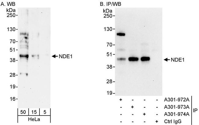 NDE1 Antibody in Western Blot (WB)