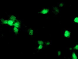 NDEL1 Antibody in Immunocytochemistry (ICC/IF)