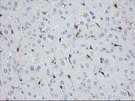 NDEL1 Antibody in Immunohistochemistry (Paraffin) (IHC (P))