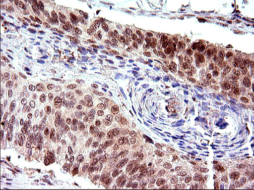 NDN Antibody in Immunohistochemistry (Paraffin) (IHC (P))