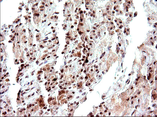 NDN Antibody in Immunohistochemistry (Paraffin) (IHC (P))