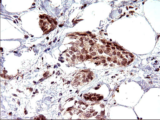 NDN Antibody in Immunohistochemistry (Paraffin) (IHC (P))