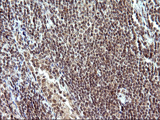 NDN Antibody in Immunohistochemistry (Paraffin) (IHC (P))