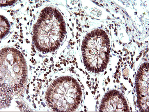 NDN Antibody in Immunohistochemistry (Paraffin) (IHC (P))