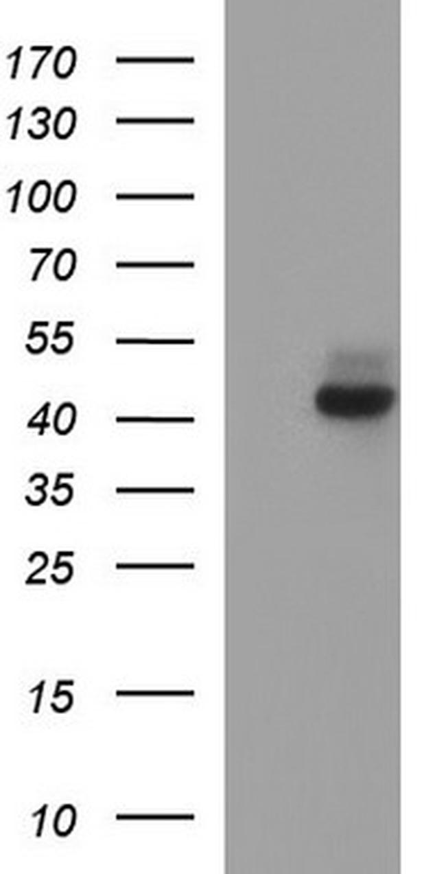 NDN Antibody in Western Blot (WB)