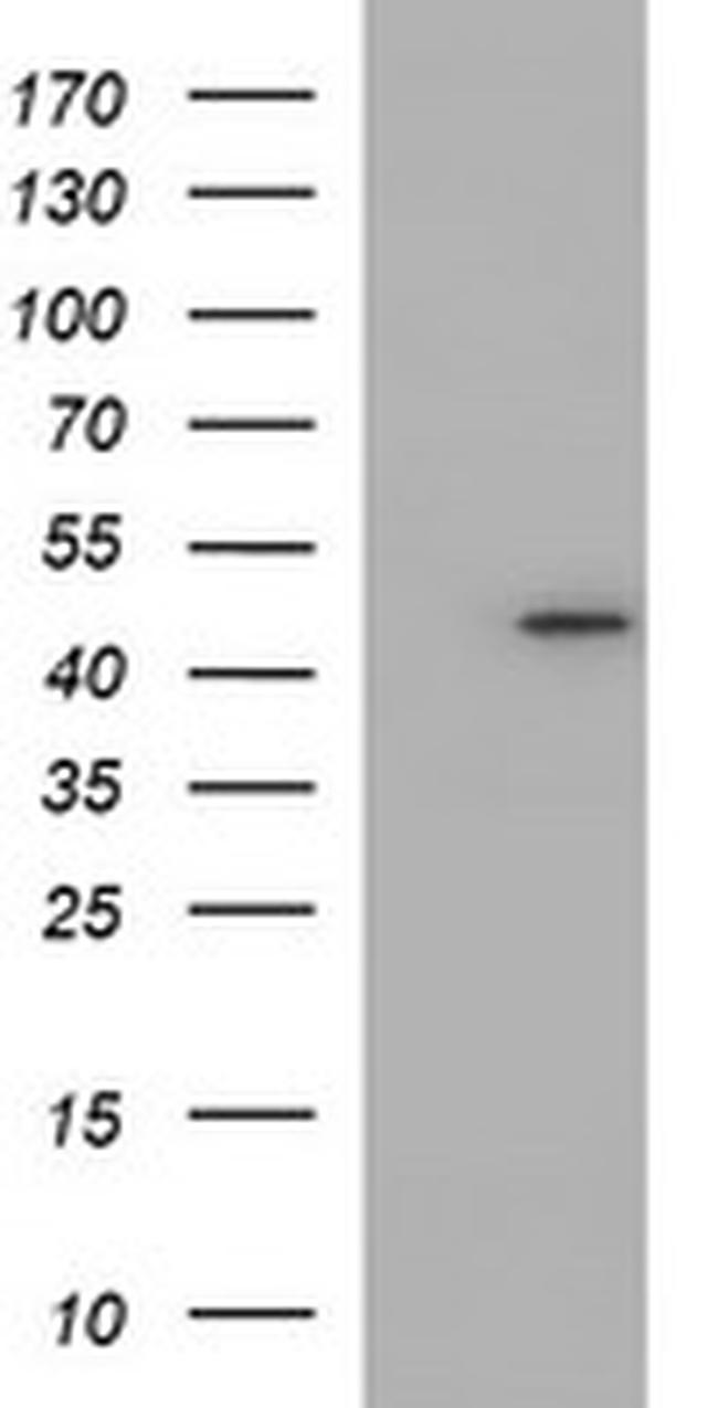 NDN Antibody in Western Blot (WB)