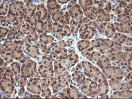 NDOR1 Antibody in Immunohistochemistry (Paraffin) (IHC (P))