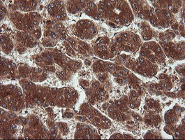 NDOR1 Antibody in Immunohistochemistry (Paraffin) (IHC (P))