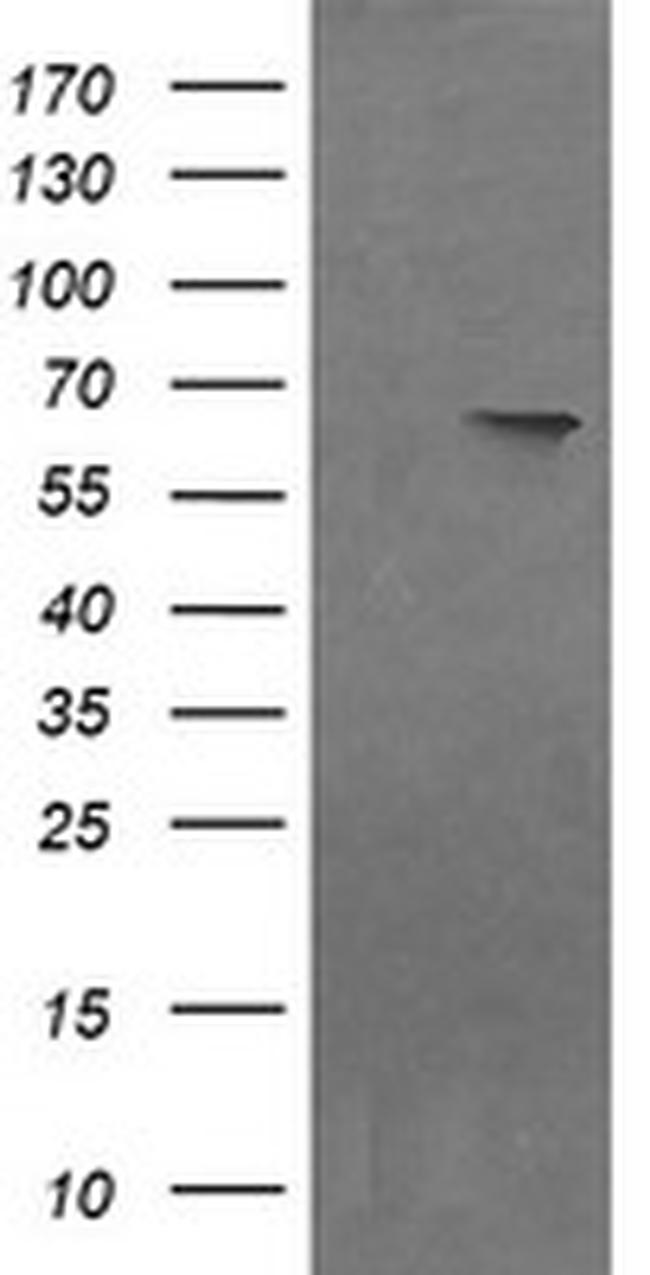 NDOR1 Antibody in Western Blot (WB)