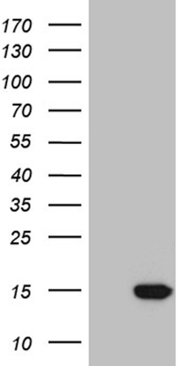 NDUFA4L2 Antibody in Western Blot (WB)