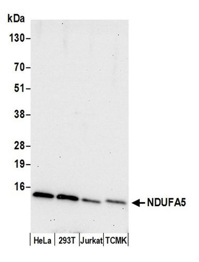 NDUFA5 Antibody in Western Blot (WB)