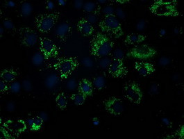 NDUFA7 Antibody in Immunocytochemistry (ICC/IF)