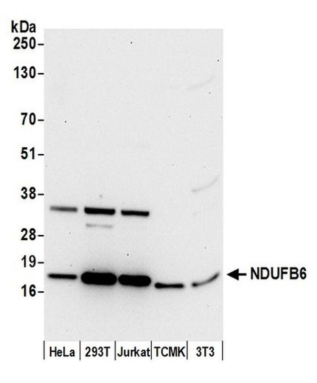 NDUFB6 Antibody in Western Blot (WB)