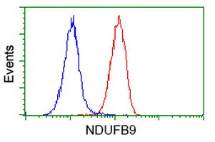 NDUFB9 Antibody in Flow Cytometry (Flow)